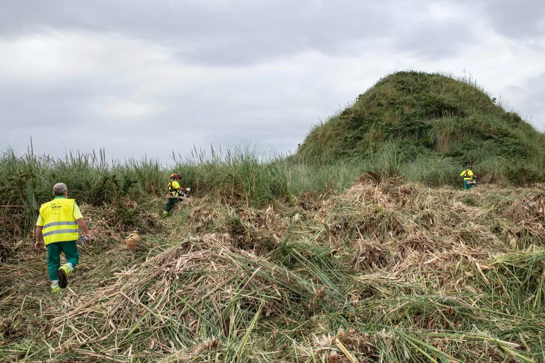 Operarios SERCA trabajos erradicación plumeros programa Stop Cortaderia