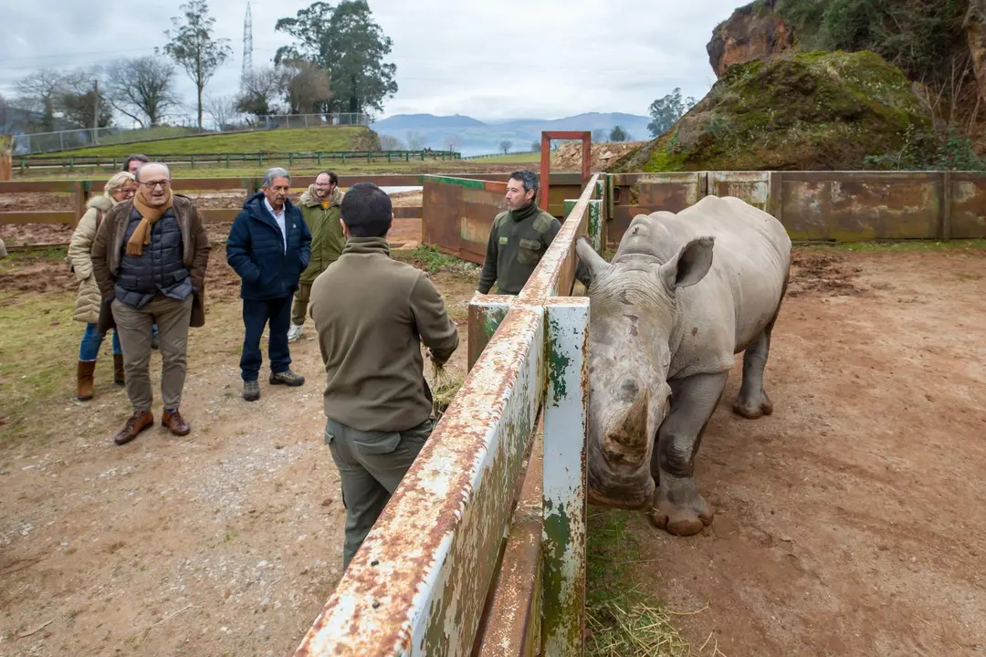 11:00 horas. Parque de la Naturaleza de Cabárceno.
El presidente de Cantabria, Miguel Ángel Revilla, y el consejero de Industria, Turismo, Innovación, Transporte y Comercio, Javier López Marcano, Cabárceno. Rinoceronte. 5 febrero 2023 © Miguel De la Parra