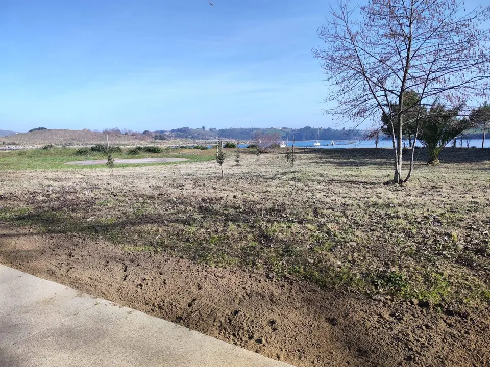 Zona recuperada en La Riberuca, con la plantación de encina autóctona