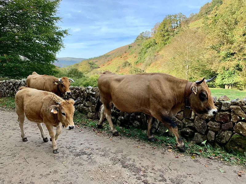 webrecursos vacas