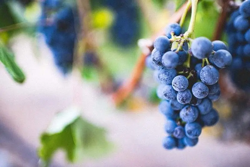 uvas