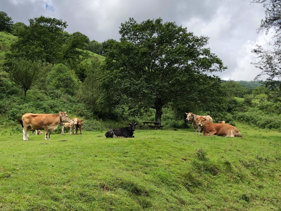 vacas rural