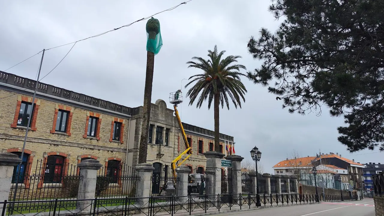 Trabajos de tratamiento palmeras municipales en Suances