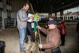 Urraca campa&ntilde;a arbol 26 enero 2023