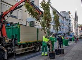 Urraca asiste esta ma&ntilde;ana a la colocaci&oacute;n y plantaci&oacute;n de arbolado en Consolaci&oacute;n