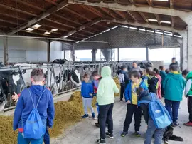 Cerca de medio centenar de ni&ntilde;os de Comillas visitaron una granja lechera durante la semana no lectiva ok