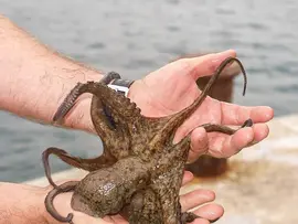 Consejer&iacute;a de Desarrollo Rural, Ganader&iacute;a, Pesca, Alimentaci&oacute;n y Medio Ambiente. Nueva campa&ntilde;a de pesca deportiva de pulpo.
17 de junio de 2021