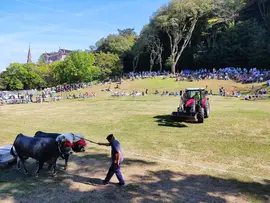 Campeonato regional arrastre comillas 21 agosto 2022-5