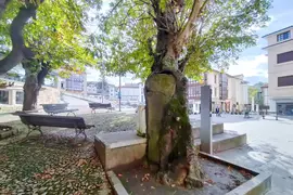 El informe encargado por el Ayuntamiento de Comillas concluye que la poda del casta&ntilde;o ubicado en el Corro Camp&iacute;os no afect&oacute; estructuralmente al ejemplar