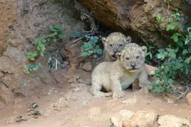 cultura leones 01
