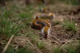 Oruga procesionaria