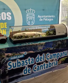 Subasta del campanu Cantabria