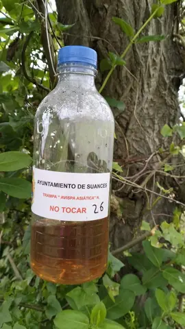 Campa&ntilde;a municipal velutina Ayto Suances 2025