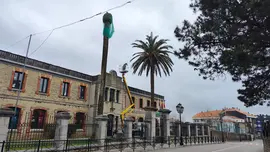Trabajos de tratamiento palmeras municipales en Suances